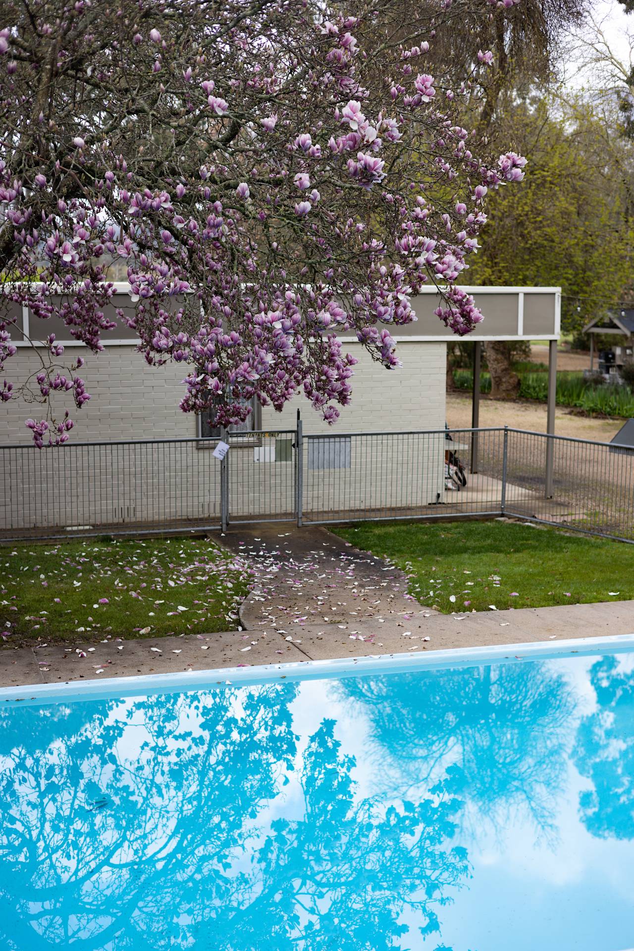 The pool seen from above, with a pink-flowering magnolia beside the units