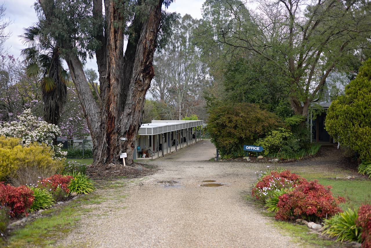 The gravel driveway between flowering shrubs and a tall gum, leading to the row of units and the office sign