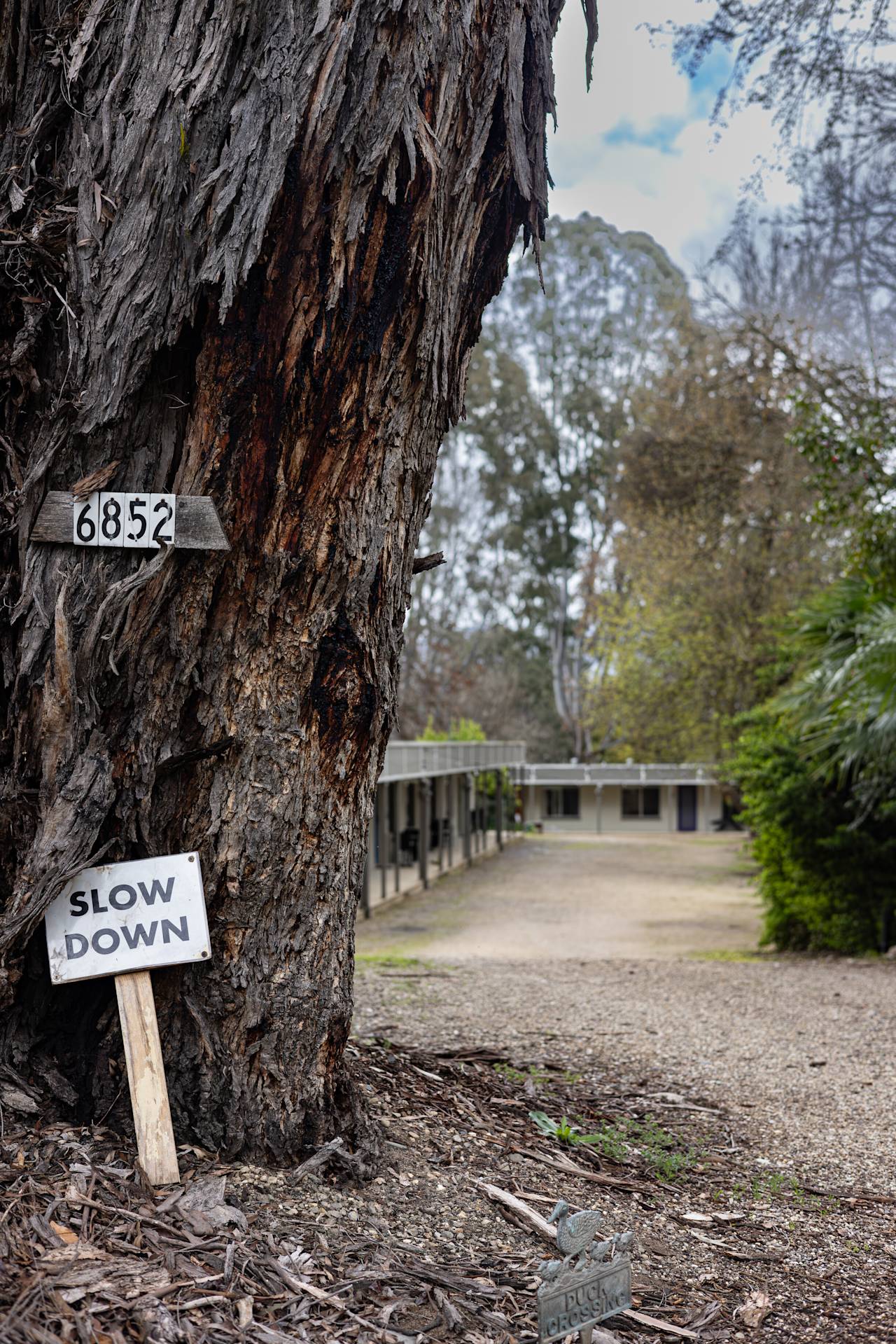 A Slow Down sign at the foot of a big old gum, with the units along the drive behind