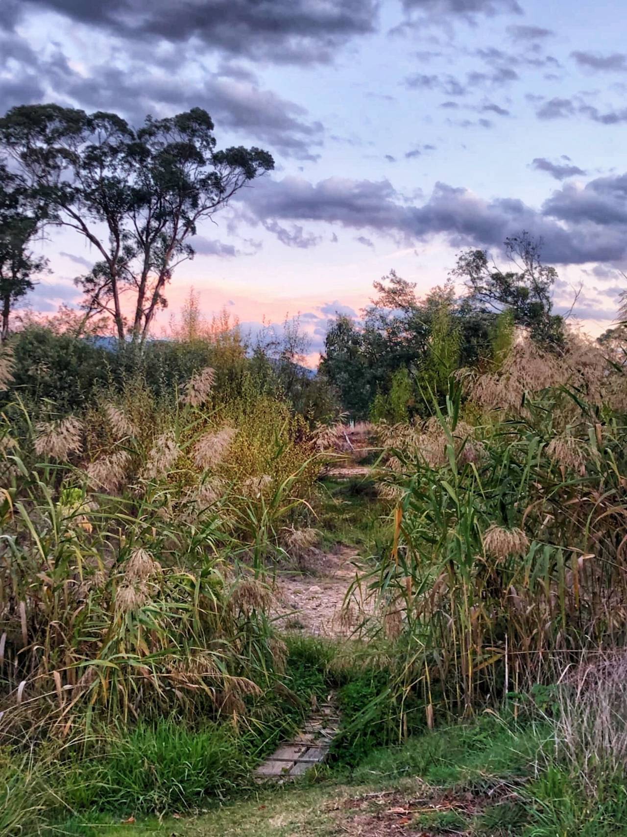 Native grasses at dusk under a pink sky