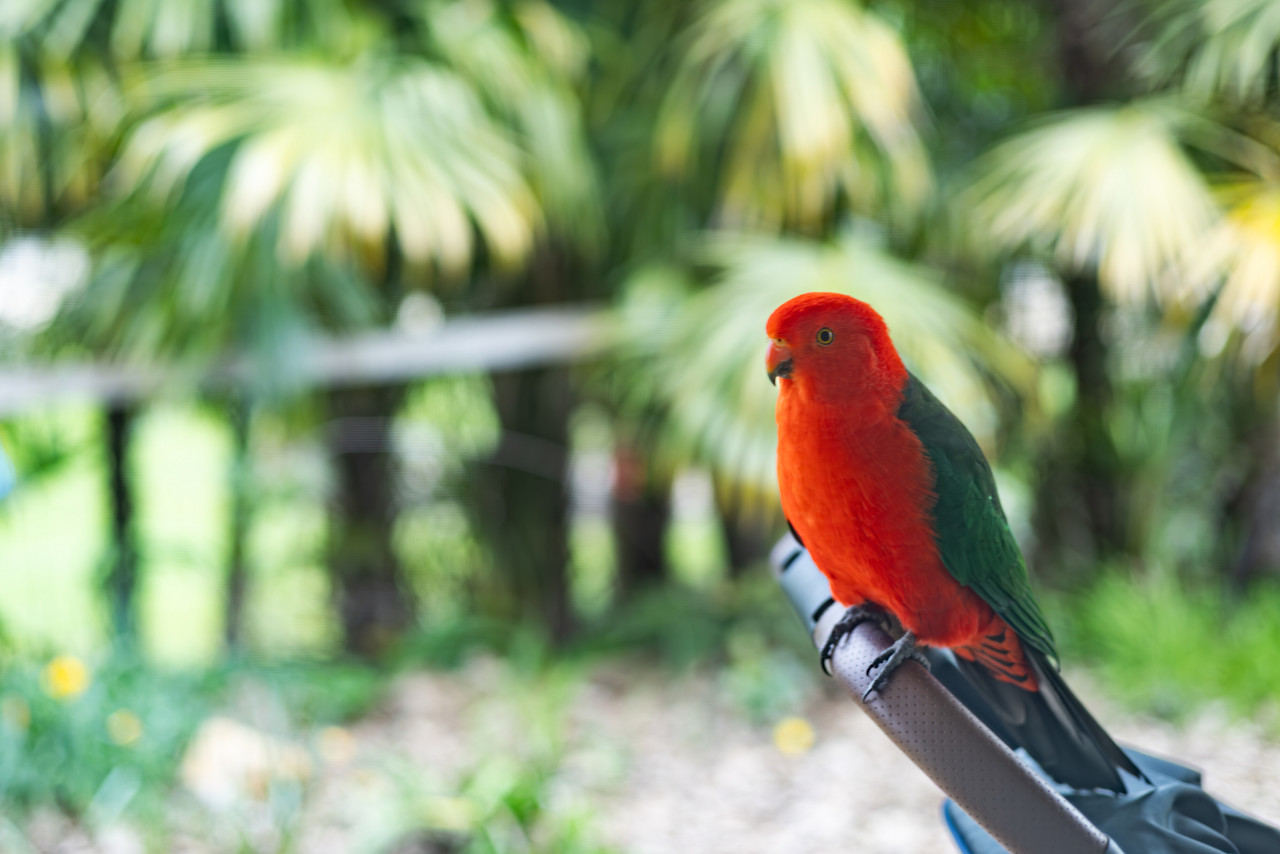 A king parrot perched on the back of a garden chair, against blurred green palms