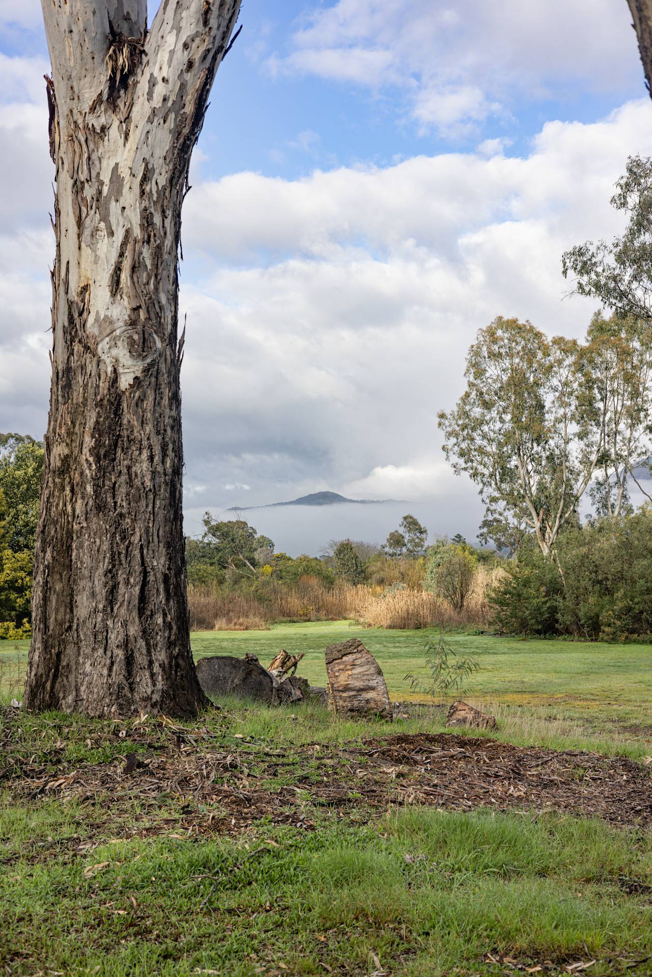 A tall gum on the back lawn, with Mount Buffalo on the horizon