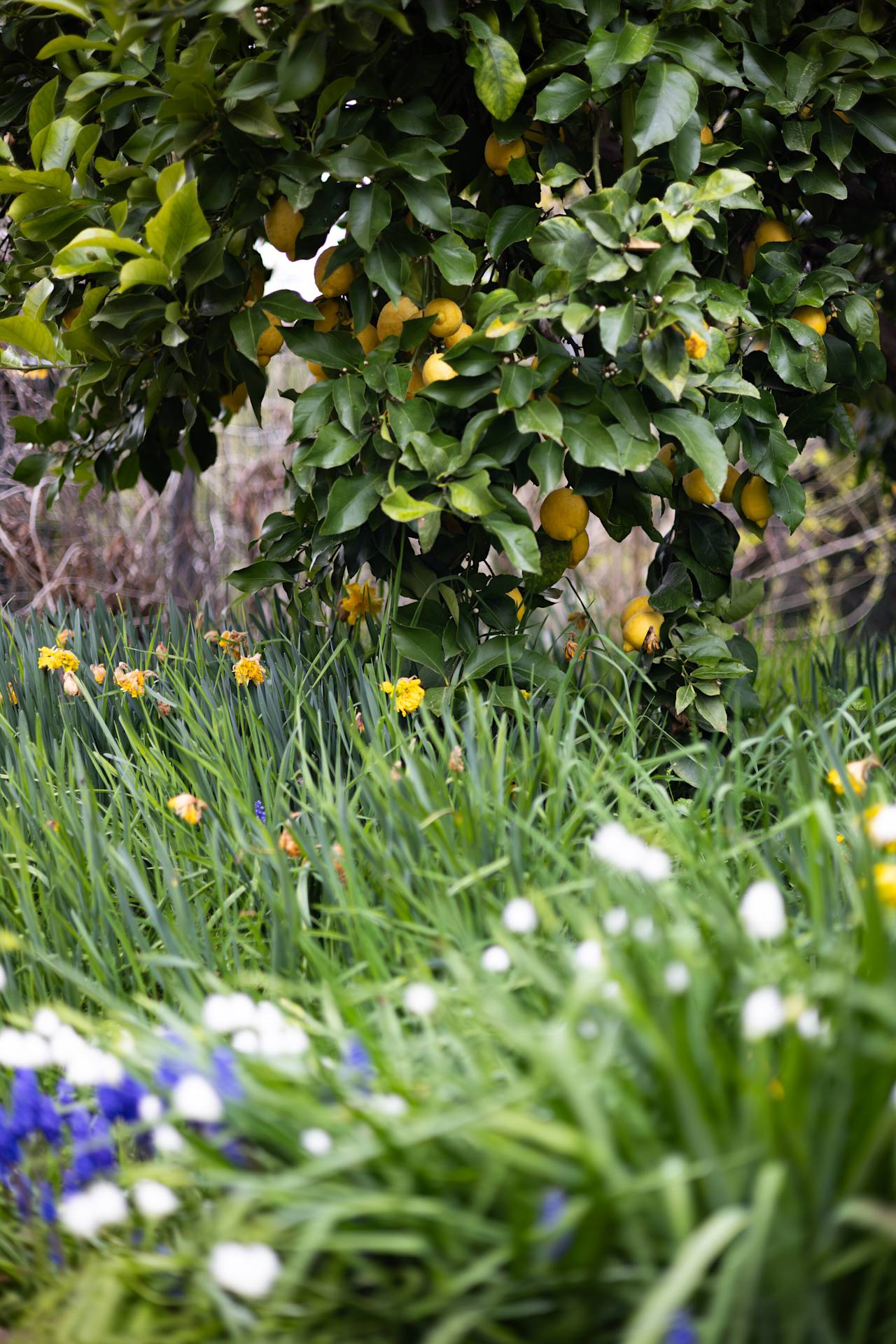 An orange tree heavy with fruit above daffodils and spring flowers in the garden