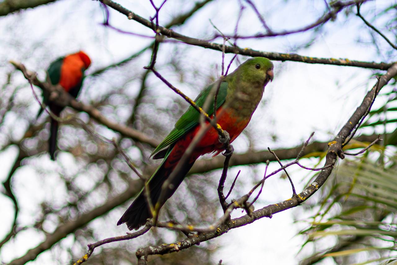 A pair of king parrots in a bare-branched tree