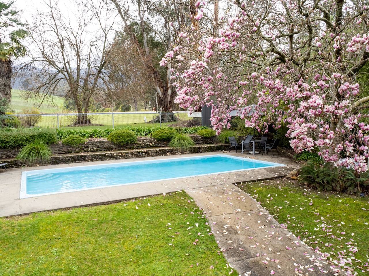 The swimming pool beside a flowering magnolia, with a path across the lawn