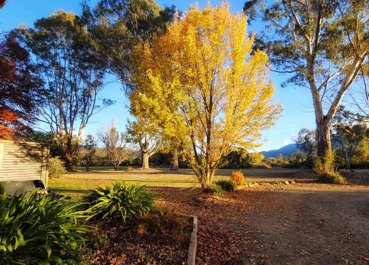 A golden autumn tree in the central garden, with the ranges behind