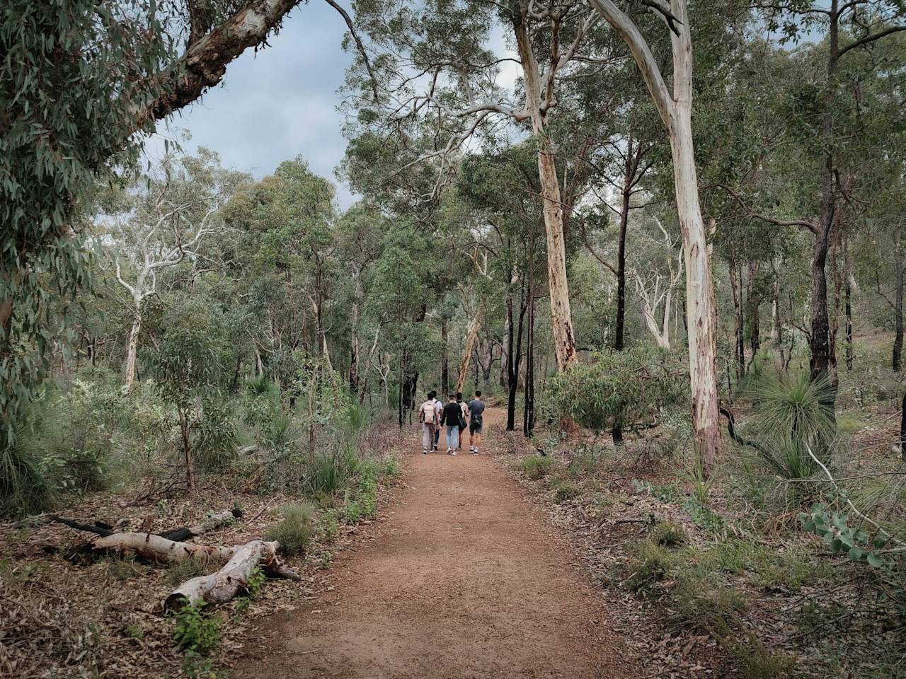 A group walking a dirt track through open bushland