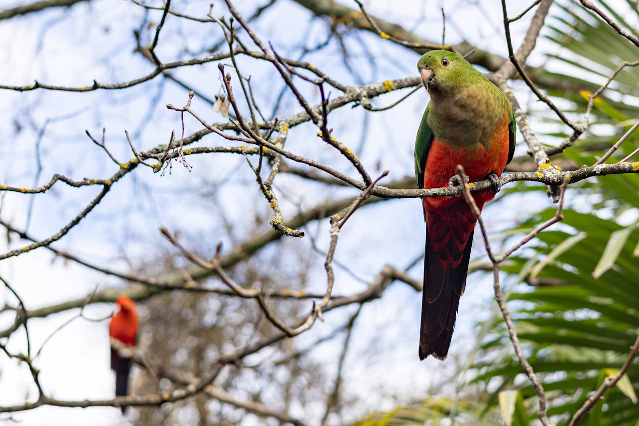 A king parrot perched in a bare tree beside palm fronds